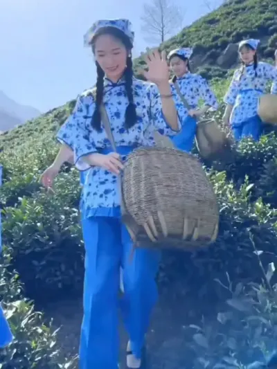 #茶人茶事 #采茶姑娘 #春茶采摘 #茶树种植技术与管理#采茶姑娘