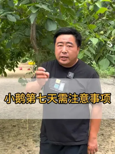 @老张养鸭鹅技术服务部 #服务三农支持三农 #抖音助农 #每天分享养殖技术和经验 #鸡鸭鹅养殖