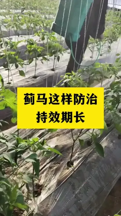 蓟马这样防治，持效期长 #蓟马防治 #病虫害防治 #农业种植