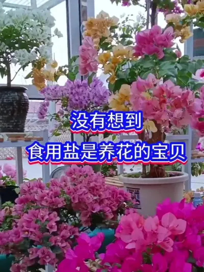 养花的宝贝#英子园艺 #花卉绿植 #养花小知识