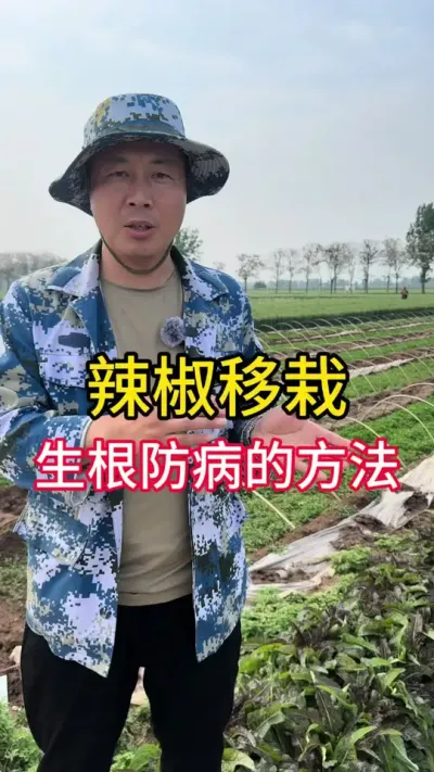 辣椒移栽防病栽培#辣椒种植 #辣椒高产 #辣椒病害防治 #辣椒种植技术 #辣椒种植施肥技术