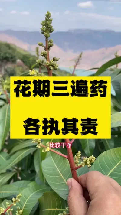 芒果花期三遍药，什么时候打最合适 #种植小技巧 #关注我每天坚持分享知识 #服务三农支持三农 #杀虫剂