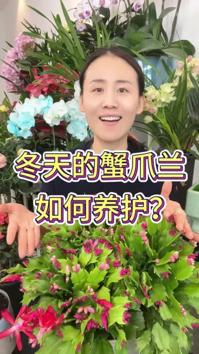 冬天怎么养蟹爪兰#蟹爪兰 #花卉绿植 #蟹爪兰的养殖方法 #养花小知识 #花卉