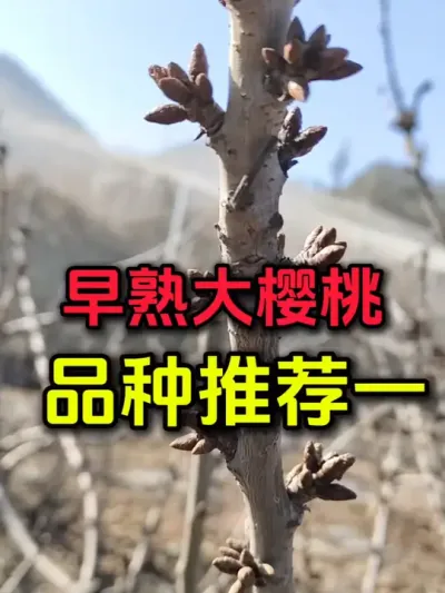 黄蜜大樱桃#果树管理 #大樱桃树修剪 #车厘子#果树修剪