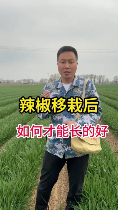 #辣椒种植 #增产增收小配方 #农技知识分享 #关注我每天分享种植知识