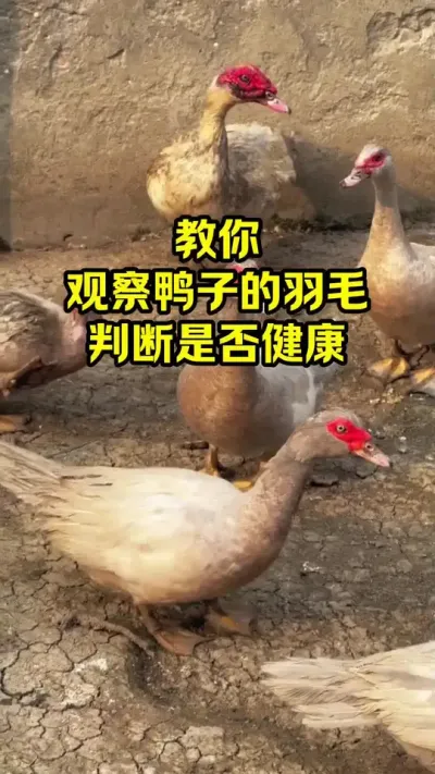 教你，观察鸭子的羽毛，判断它是否健康#抖音三农#养鸭#养殖