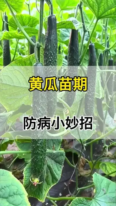 黄瓜苗期防病小妙招 #黄瓜 #黄瓜种植 #黄瓜高产种植 #服务三农支持三农 #三农