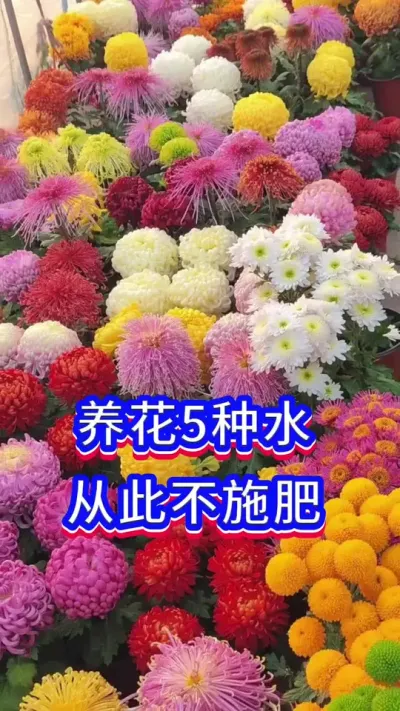 养花5种水，从此不用在施肥#爱生活爱养花 #花卉绿植 #英子园艺