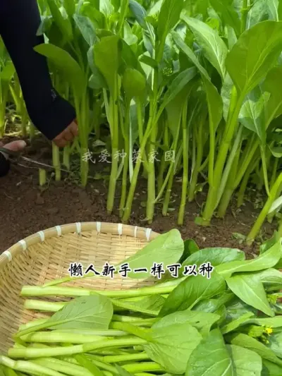 菜心种植简单生长快，懒人新手也能种得好 #我的小菜园 #田园生活 #菜心