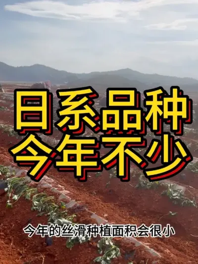 日系的红薯，持续种得好的话，价格应该不会太差的#农业种植 #农业种植技术 #红薯种植 #三农 #新农人