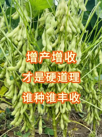 大豆想要高产，一定要试试这个品种 #三农流量扶持计划 #抖音助农 #大豆种植 #增产增收才是硬道理 #农业种植