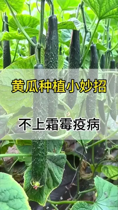 冬季黄瓜不上霜霉病，疫病的小配方。 #黄瓜 #黄瓜种植 #黄瓜病害 #三农 #服务三农支持三农