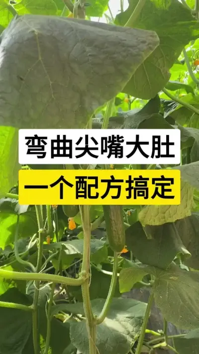 弯曲尖嘴大肚，一个配方搞定 #黄瓜 #黄瓜种植技术 #黄瓜高产 #黄瓜管理技术 #三农