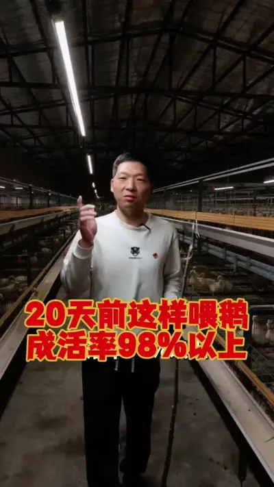 20天以前的小鹅，按照这个流程喂料，成活率98%以上没有问题！#养鹅 #鹅苗 #狮头鹅 #养鹅技术 #养鹅人