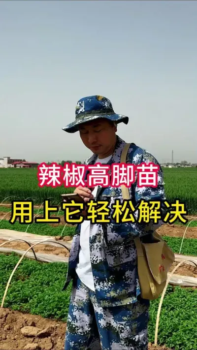 辣椒高脚苗和蚜虫一起防控方法#辣椒病害防治 #辣椒种植教学 #关注我每天为你分享更多农业知识 #服务三农支持三农 #辣椒高产