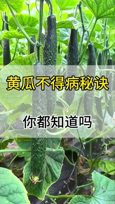 黄瓜不得病的秘诀你都知道吗 #黄瓜 #黄瓜种植 #黄瓜高产种植 #服务三农支持三农 #三农