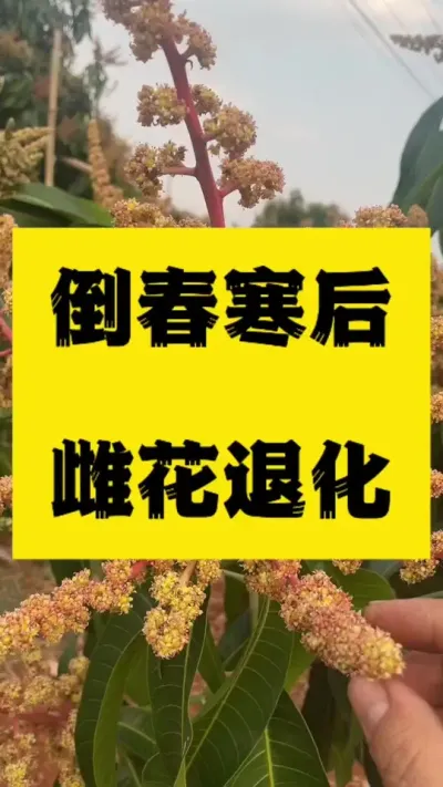 倒春寒后，雌蕊退化，坐果率降低，可成光杆 #果树管理 #芒果花期三遍药 #两性花
