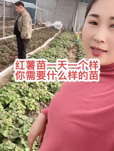 #红薯种植 #记录我的农村生活