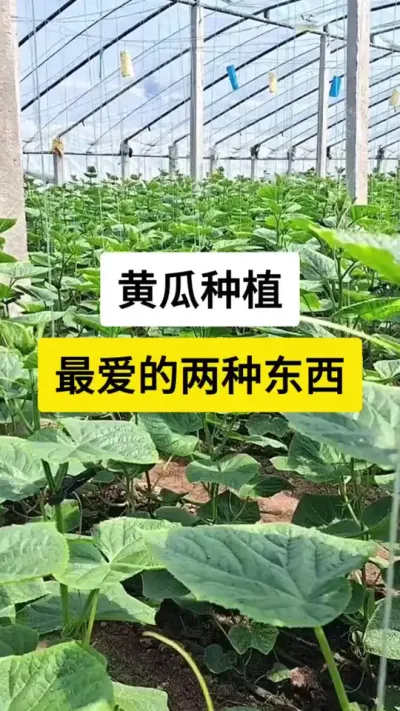黄瓜种植最爱的两种东西 #黄瓜 #绿瓤黄瓜种子 #服务三农支持三农 #黄瓜高产种植 #三农