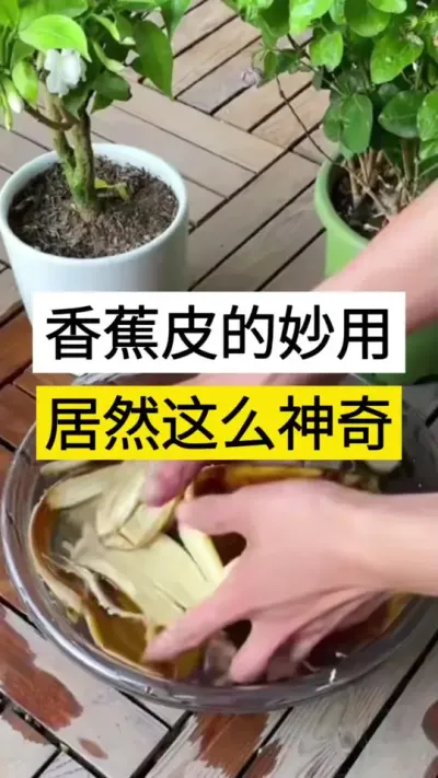 香蕉皮个妙用居然这么神奇 #黄瓜 #绿色蔬菜 #农业种植 #黄瓜高产种植 #服务三农支持三农