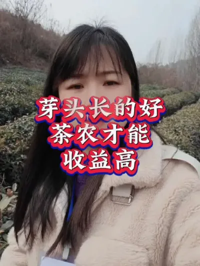 #春茶采摘 #春茶上市 #茶树种植技术与管理