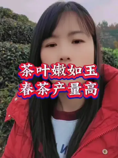 #茶树 #茶树种植技术与管理 #茶 #抖音助农 #服务三农支持三农