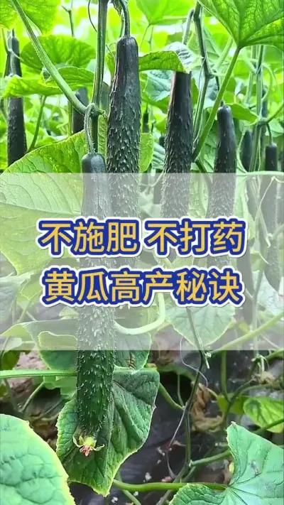 不施肥，不打药，黄瓜也能高产的秘诀 #黄瓜 #黄瓜种植 #黄瓜高产种植 #服务三农支持三农 #三农