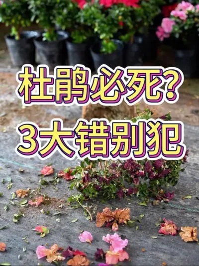 杜鹃必死？三大错别犯#杜鹃 #杜鹃花 #养花小知识 #花卉绿植 #养花人的乐趣