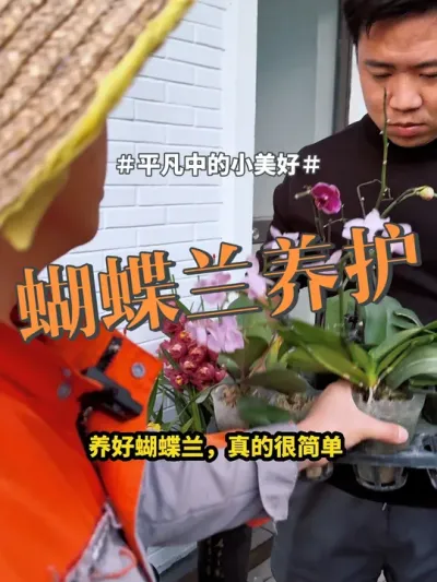 #蝴蝶兰 #花卉绿植 #养花 蝴蝶养护，记住4点没难度