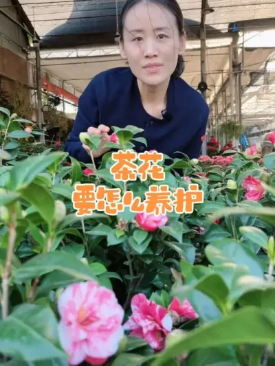 怎么才能养好茶花#茶花 #花卉绿植 #养花小知识 #茶花养护