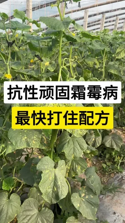 抗性顽固霜霉病，最快打住配方 #黄瓜高产种植 #黄瓜种植管理 #黄瓜种植技巧 #黄瓜霜霉病 #农业技术推广