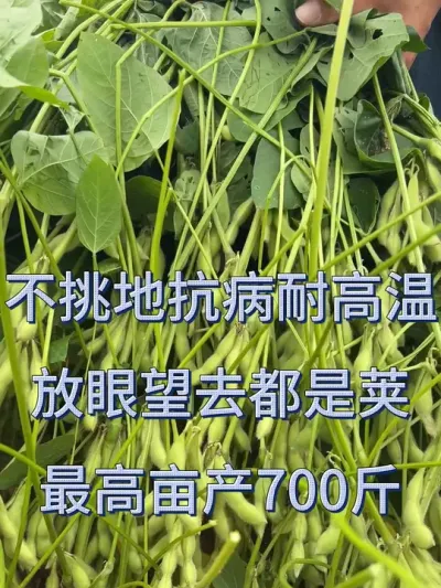 大粒密荚王，2025年大豆品种就选它 #服务三农支持三农 #农业种植 #抖音助农 #优质农产品 #种子