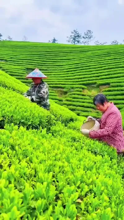 #茶是春天的仪式感 #茶人茶事 #春茶采摘 #茶树种植技术与管理 #抖音助农