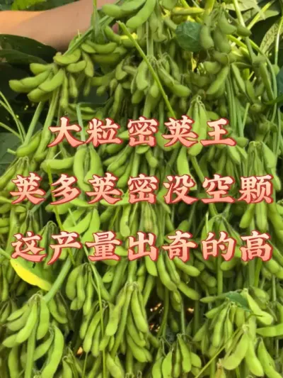 高产大豆新品种，亩产700斤大颗粒高蛋白 #热点 #高产大豆 #高产 #服务三农支持三农 #产量特别高