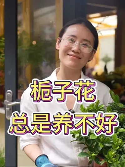 栀子花总是养不好#花的世界很美 #养花的乐趣 #栀子花#栀子花养护 #花的世界很美