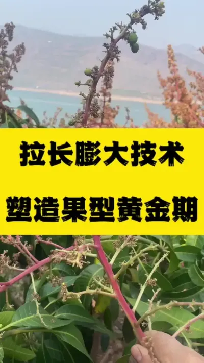 金煌芒拉长膨大技术～塑造果型黄金期 #果树管理 #三农种植 #拉长膨大#金煌芒
