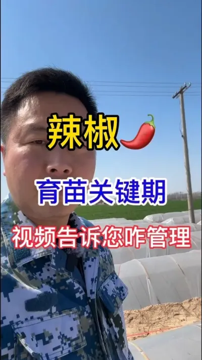 #辣椒种植 #蔬菜种植 #西红柿种植  #抖音助农 #蔬菜大棚