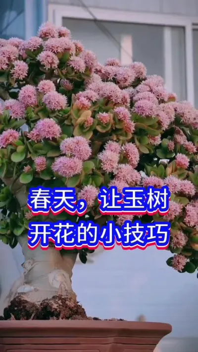 玉树开花的方法#玉树 #养花小知识 #英子园艺
