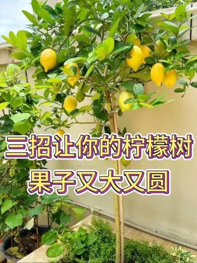 三招让你的柠檬树果子又大又圆#柠檬树 #柠檬 #花卉绿植 #养花小知识 #养花人的乐趣