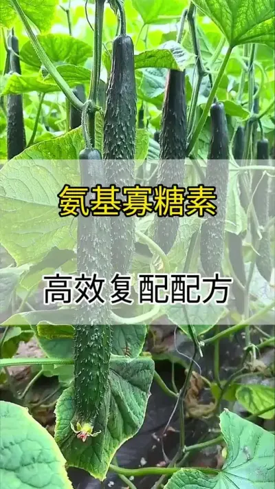 氨基寡糖素高效复配配方 #黄瓜 #黄瓜高产种植 #黄瓜种植 #服务三农支持三农 #三农