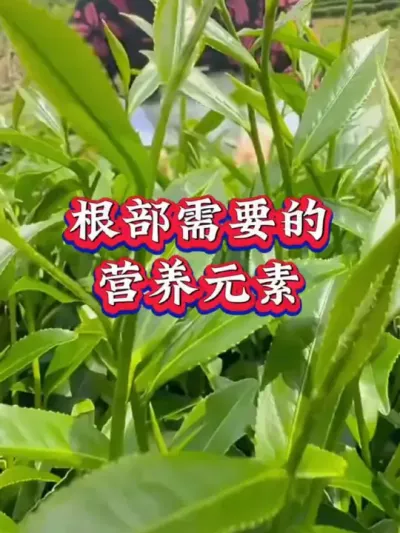 #服务三农支持三农 #茶 #茶树种植技术与管理 #茶园管理  根系发达茶树健壮长势好