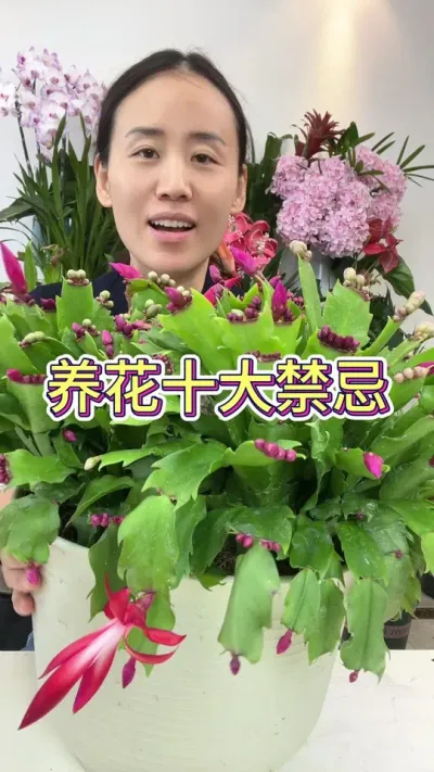 看看有没有你养的花在里面#花卉 #花卉绿植 #绿植花卉 #三角梅 #爱生活爱养花