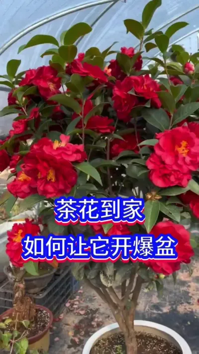 茶花到家，做对这2件事#英子园艺 #养花小知识 #茶花