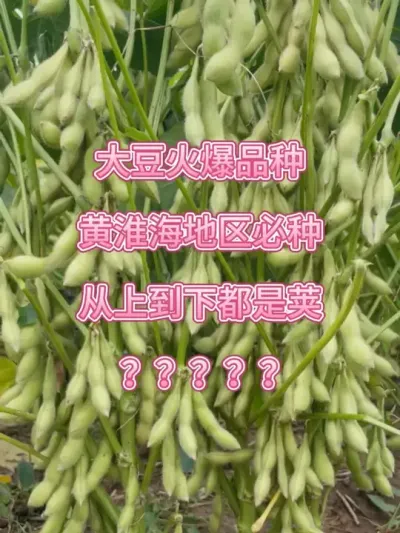 大豆火爆品种，黄淮海地区必种 #服务三农支持三农 #抖音助农 #大豆 #大豆高产 #高产大豆