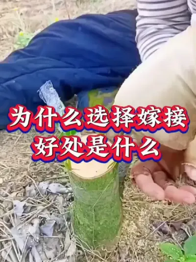 #服务三农支持三农 #抖音助农扶农 #茶树 #茶树嫁接 #茶树种植技术与管理