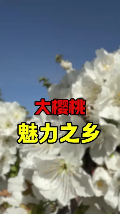大樱桃花马上谢了#大樱桃种植管理 #果树管理 #车厘子树苗 #车厘子大樱桃