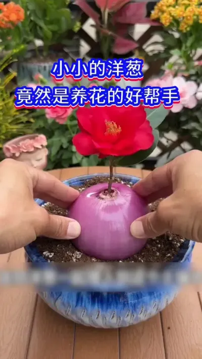 洋葱是养花的好帮手#英子园艺 #养花是一种乐趣 #养花小知识