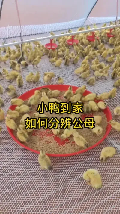 #肉鸭养殖 #养鸭技术 #蛋鸭养殖 #养鸭流程