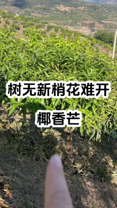 树无新梢花难开～椰香芒 #农业技术推广 #种植小技巧 #鸡蛋芒