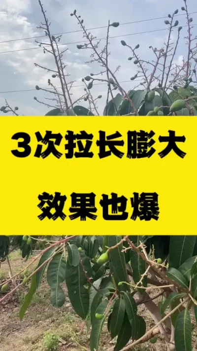 金煌芒无胚果3次拉长膨大效果回访，真的很溜 #农业种植 #金煌芒 #拉长膨大靓果技术